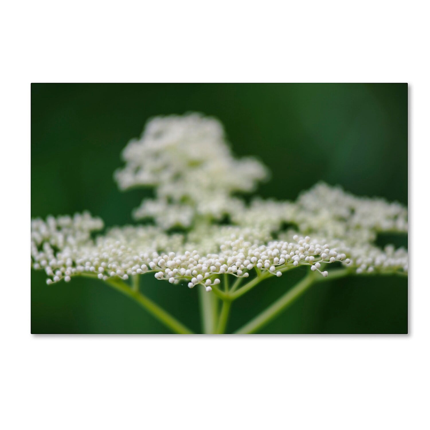 Trademark Fine Art "Nature is Amazing" Canvas Art by Kurt Shaffer