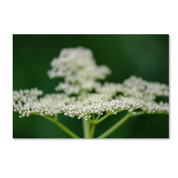 Trademark Fine Art "Nature is Amazing" Canvas Art by Kurt Shaffer