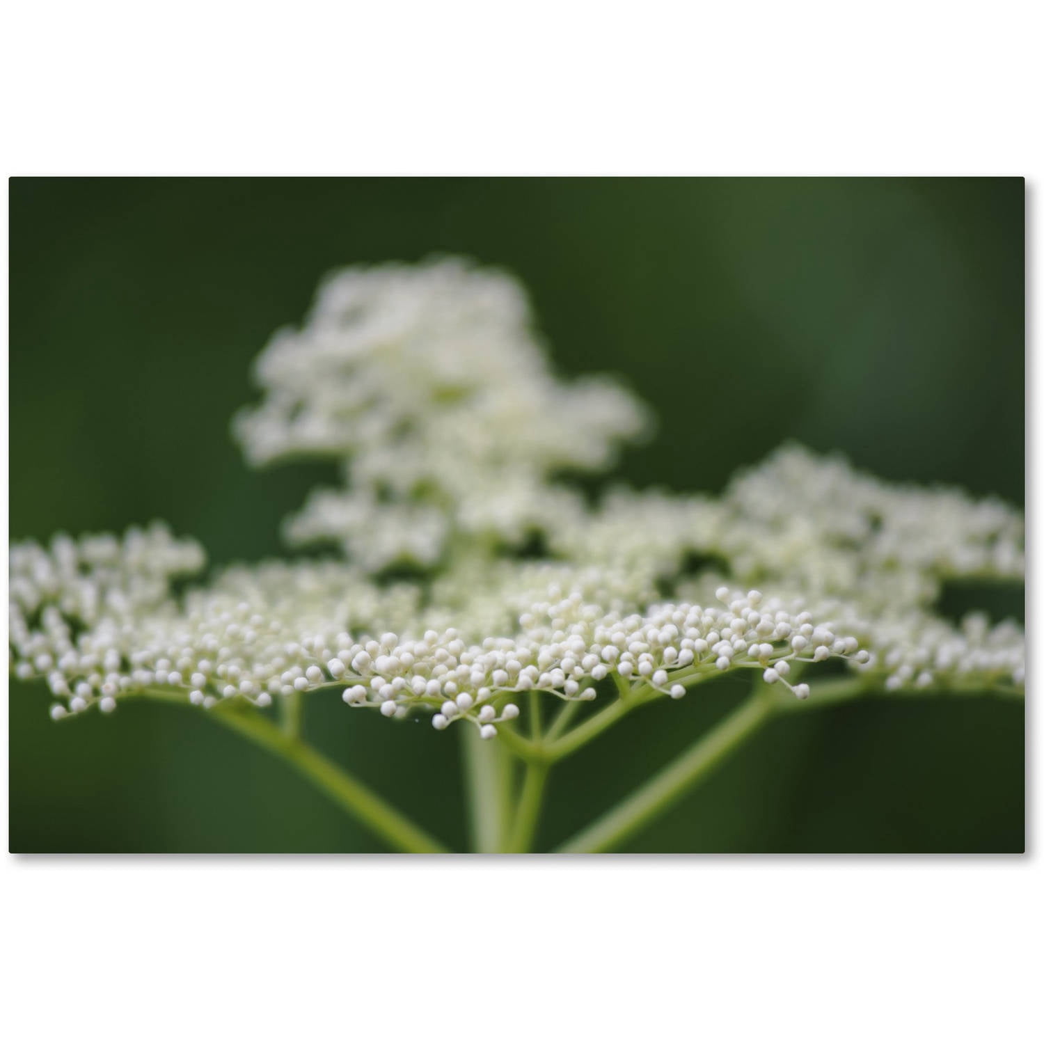 Trademark Fine Art "Nature is Amazing" Canvas Art by Kurt Shaffer