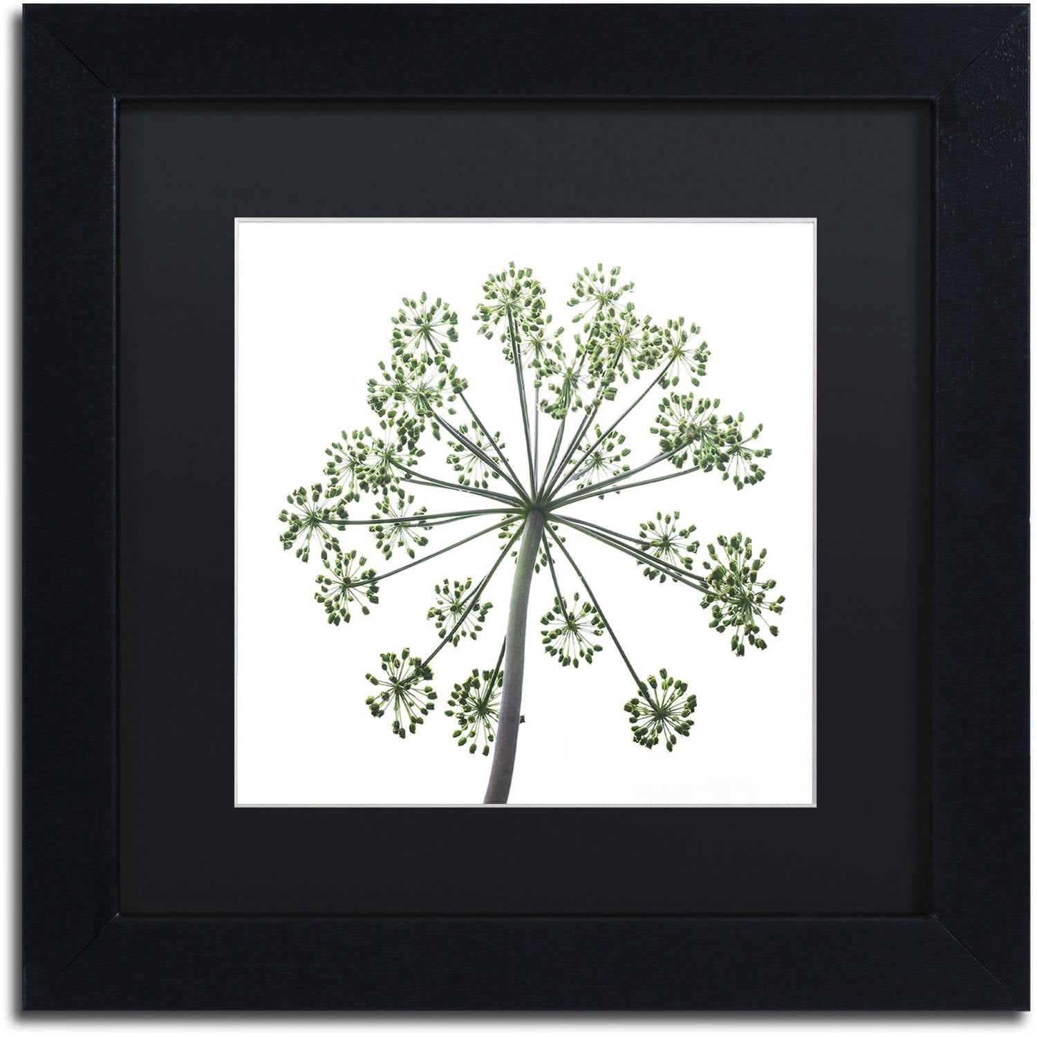Trademark Fine Art "Nature's Amazing Wonder" Canvas Art by Kurt Shaffer, Black Matte, Black Frame