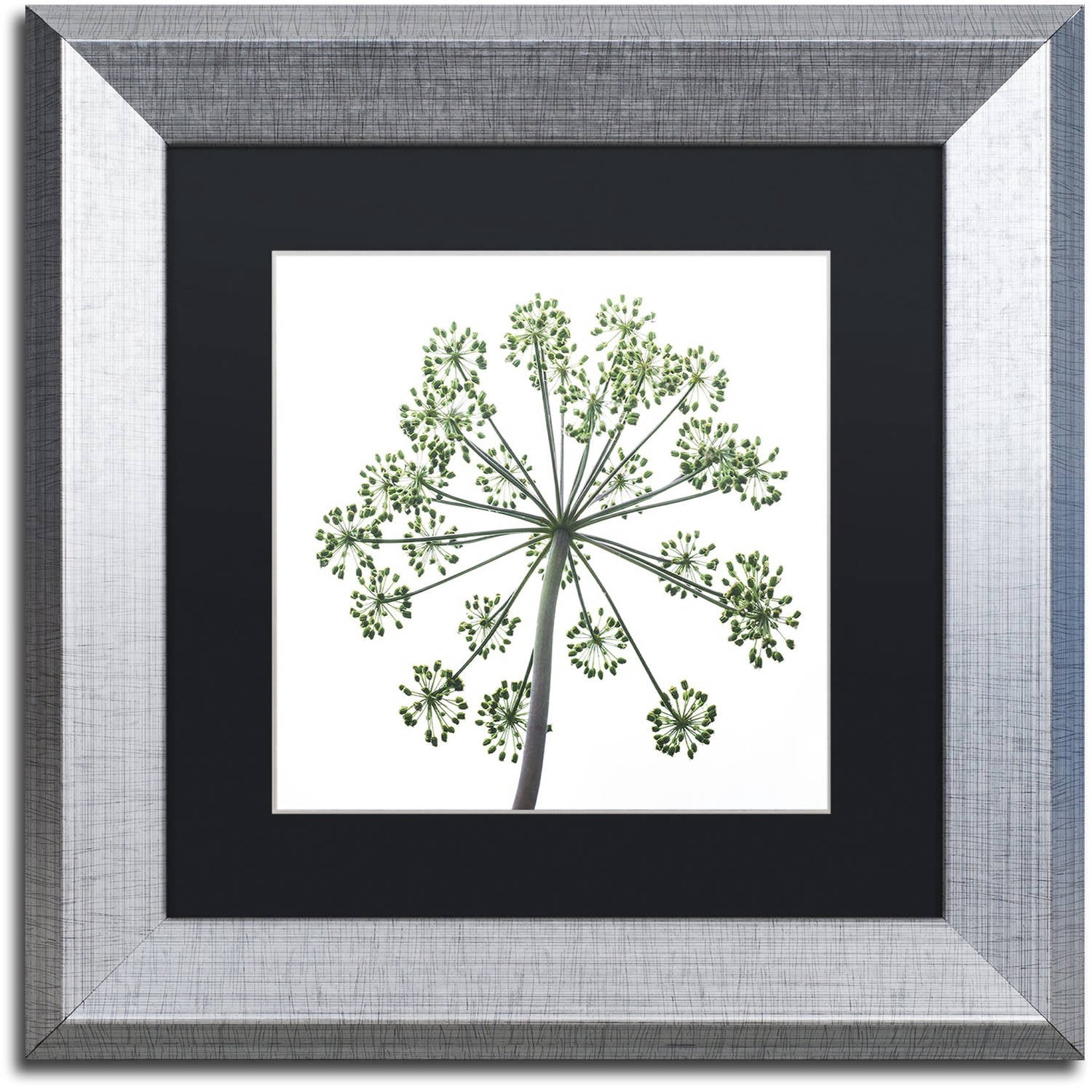 Trademark Fine Art "Nature's Amazing Wonder" Canvas Art by Kurt Shaffer, Black Matte, Silver Frame