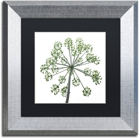 Trademark Fine Art "Nature's Amazing Wonder" Canvas Art by Kurt Shaffer, Black Matte, Silver Frame