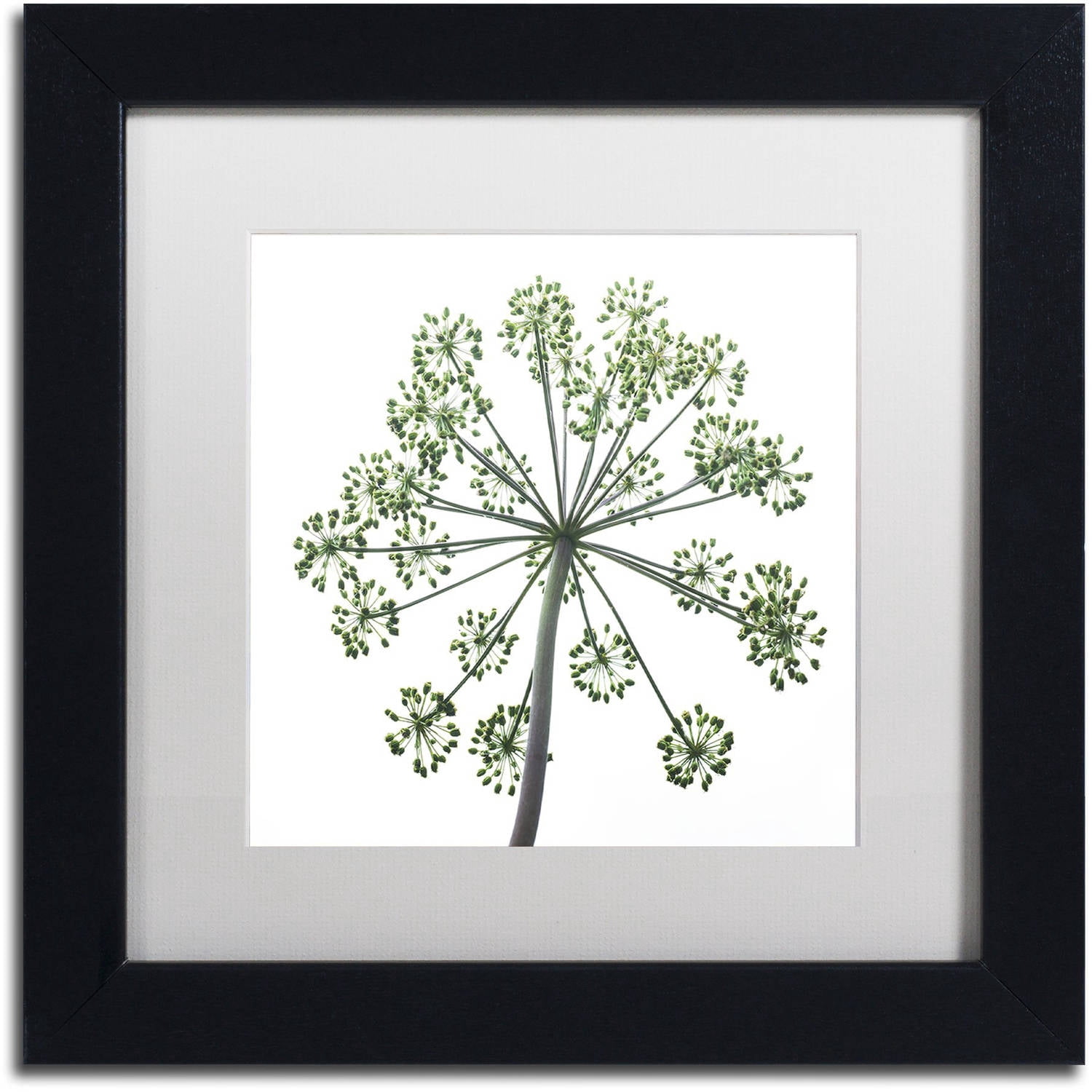 Trademark Fine Art "Nature's Amazing Wonder" Canvas Art by Kurt Shaffer, White Matte, Black Frame