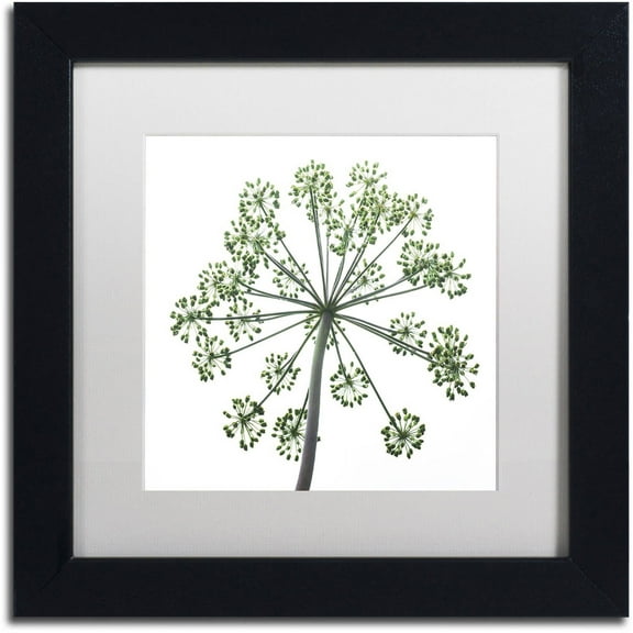 Trademark Fine Art "Nature's Amazing Wonder" Canvas Art by Kurt Shaffer, White Matte, Black Frame