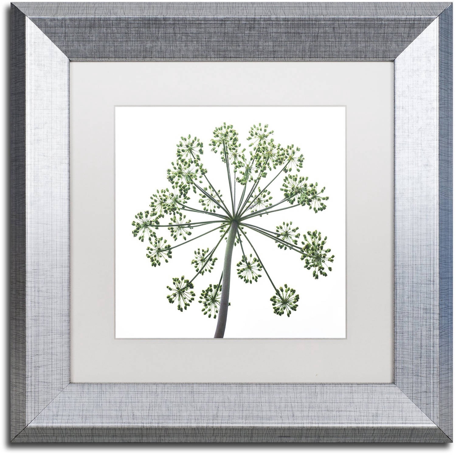 Trademark Fine Art "Nature's Amazing Wonder" Canvas Art by Kurt Shaffer, White Matte, Silver Frame