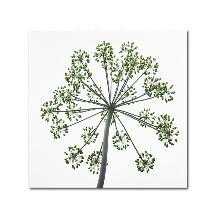 Trademark Fine Art "Nature's Amazing Wonder" Canvas Art by Kurt Shaffer
