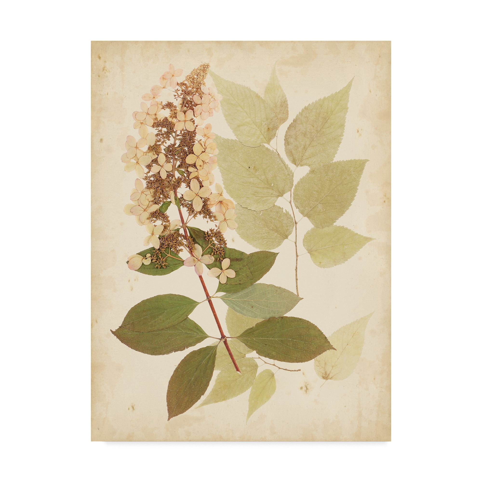 Trademark Fine Art 'Natures Collage III' Canvas Art by Vision Studio