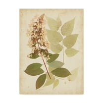 Trademark Fine Art 'Natures Collage III' Canvas Art by Vision Studio