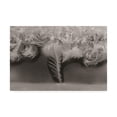 thumbnail image 1 of Trademark Fine Art 'Natures art, ice crystals on my window' Canvas Art by Kurt Shaffer Photographs, 1 of 3