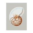 thumbnail image 1 of Trademark Fine Art 'Nautilus' Canvas Art by Michael Willett, 1 of 4
