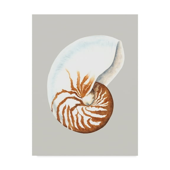 Trademark Fine Art 'Nautilus' Canvas Art by Michael Willett