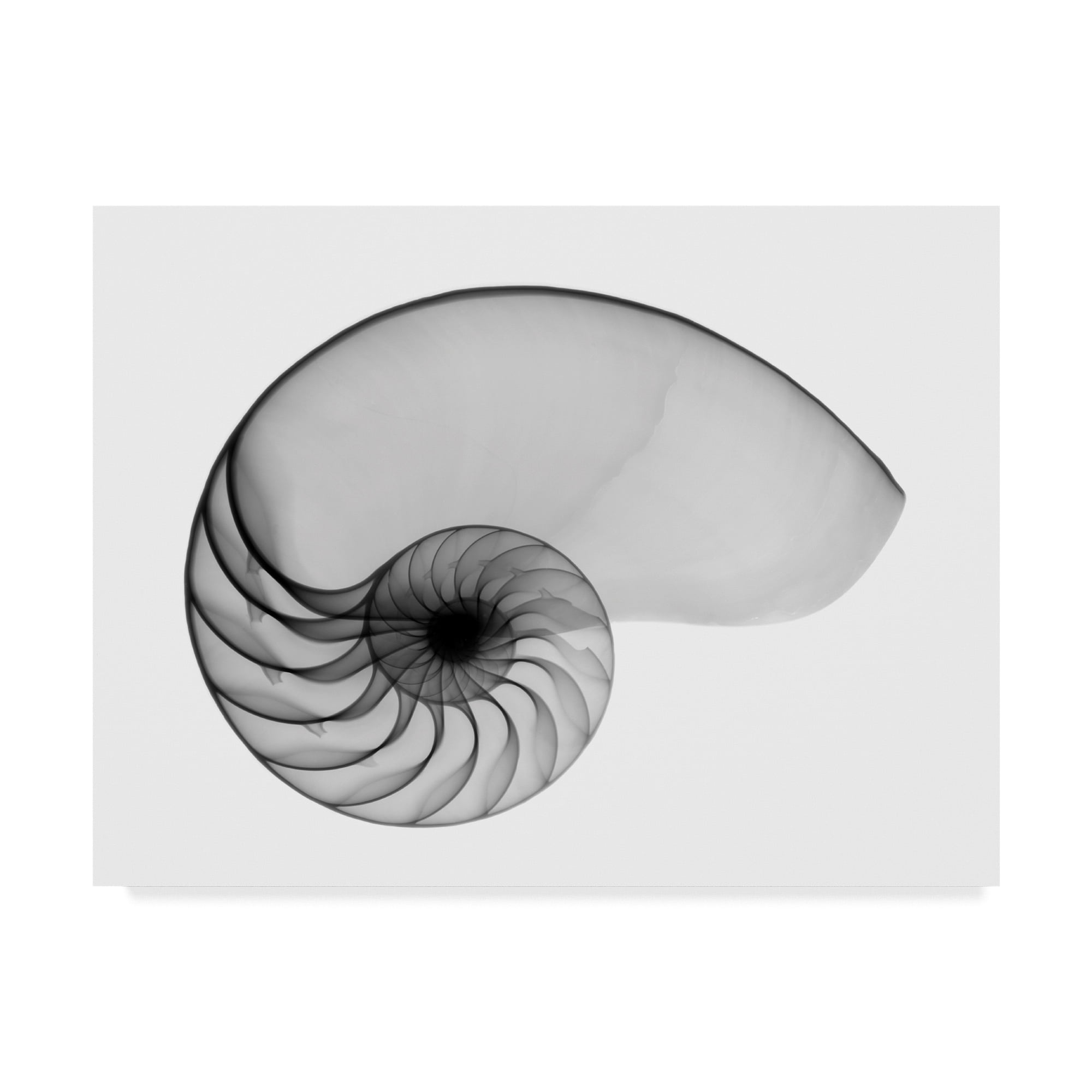 Trademark Fine Art 'Nautilus Shell Lite X Ray' Canvas Art by Bert Myers