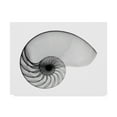 thumbnail image 1 of Trademark Fine Art 'Nautilus Shell Lite X Ray' Canvas Art by Bert Myers, 1 of 3