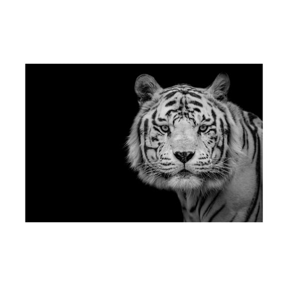 Trademark Fine Art Nauzet Baez Photography Bengal White Tiger Canvas Wall Art