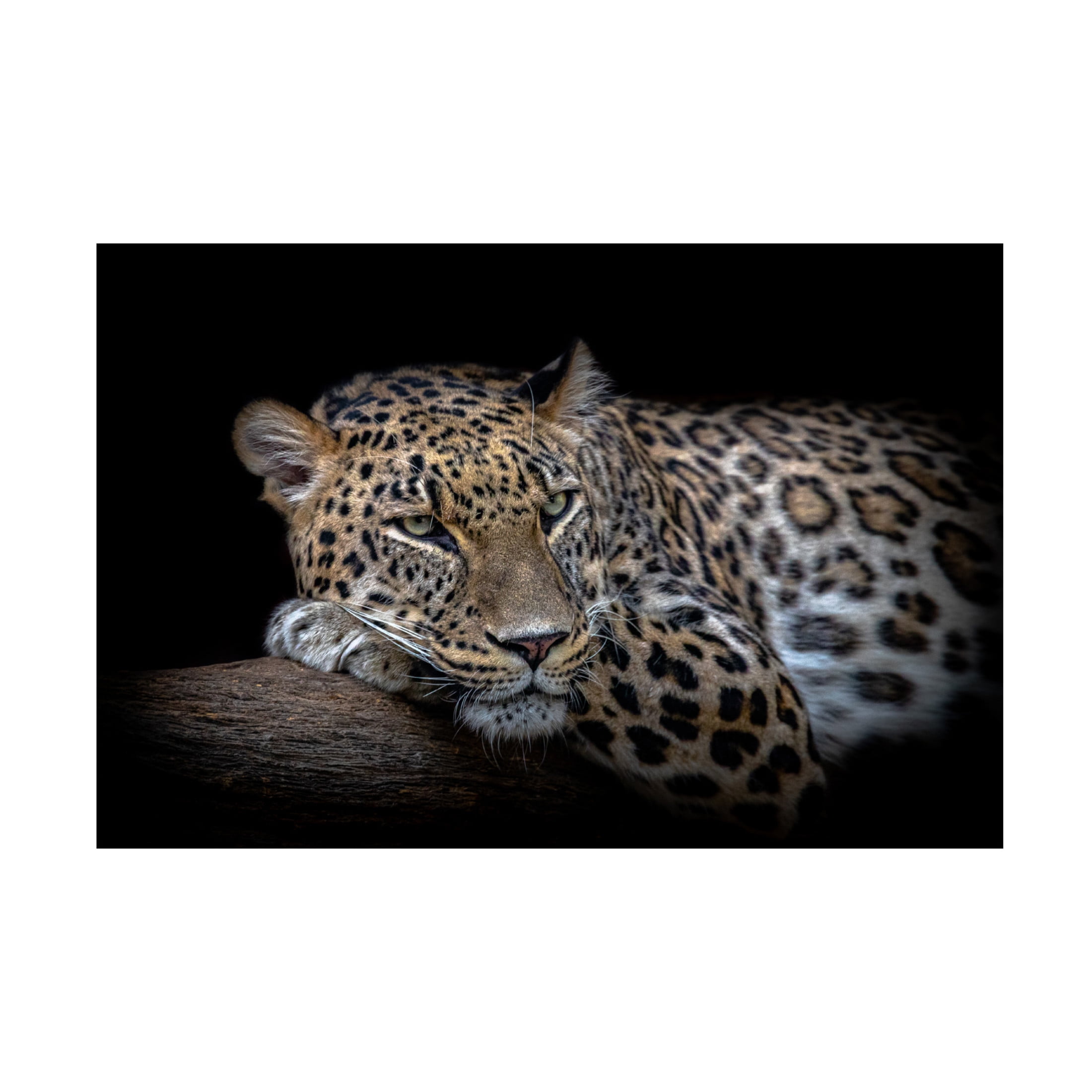 Trademark Fine Art Nauzet Baez Photography Leopard Resting Canvas Wall Art