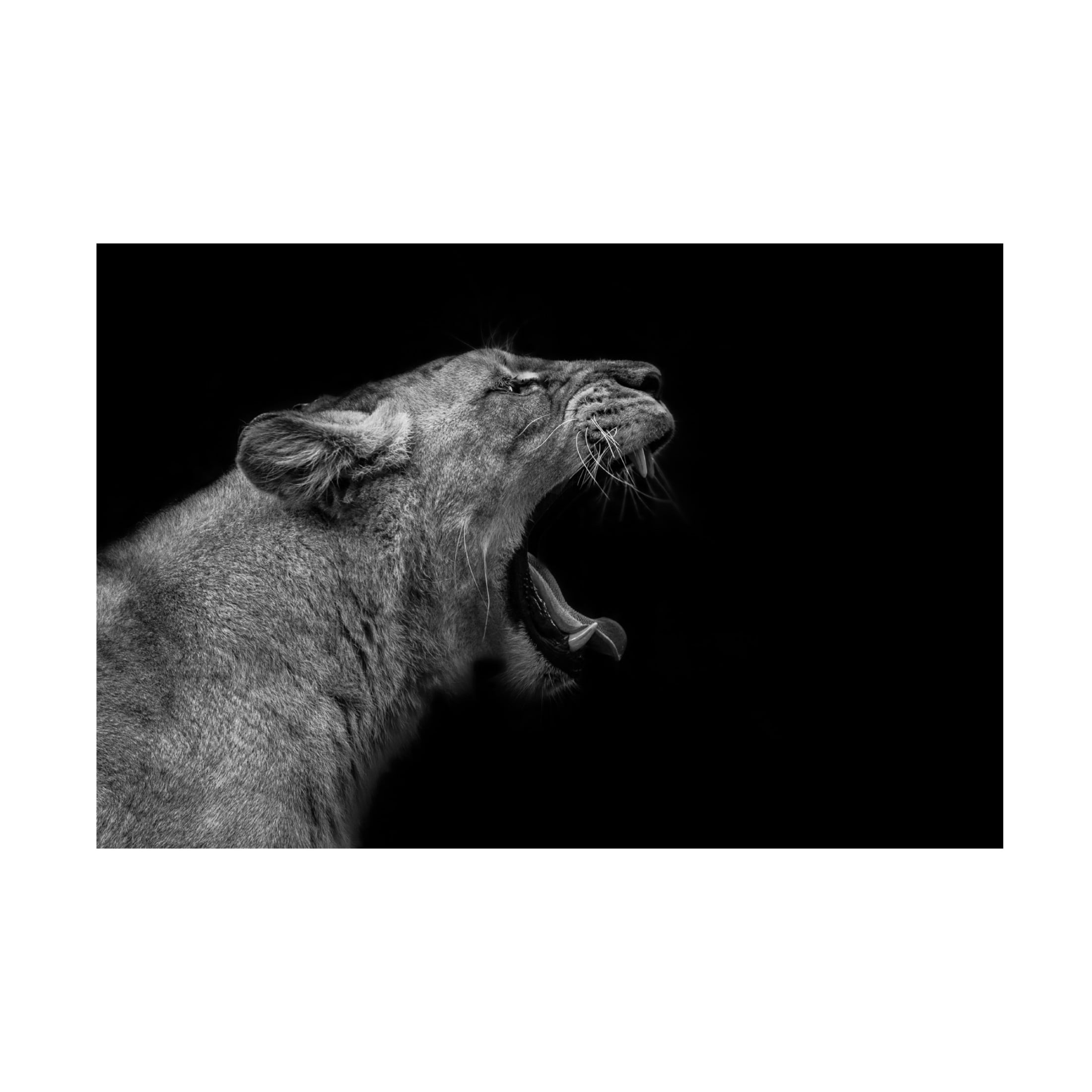 Trademark Fine Art Nauzet Baez Photography Lioness In Low Key Canvas Wall Art