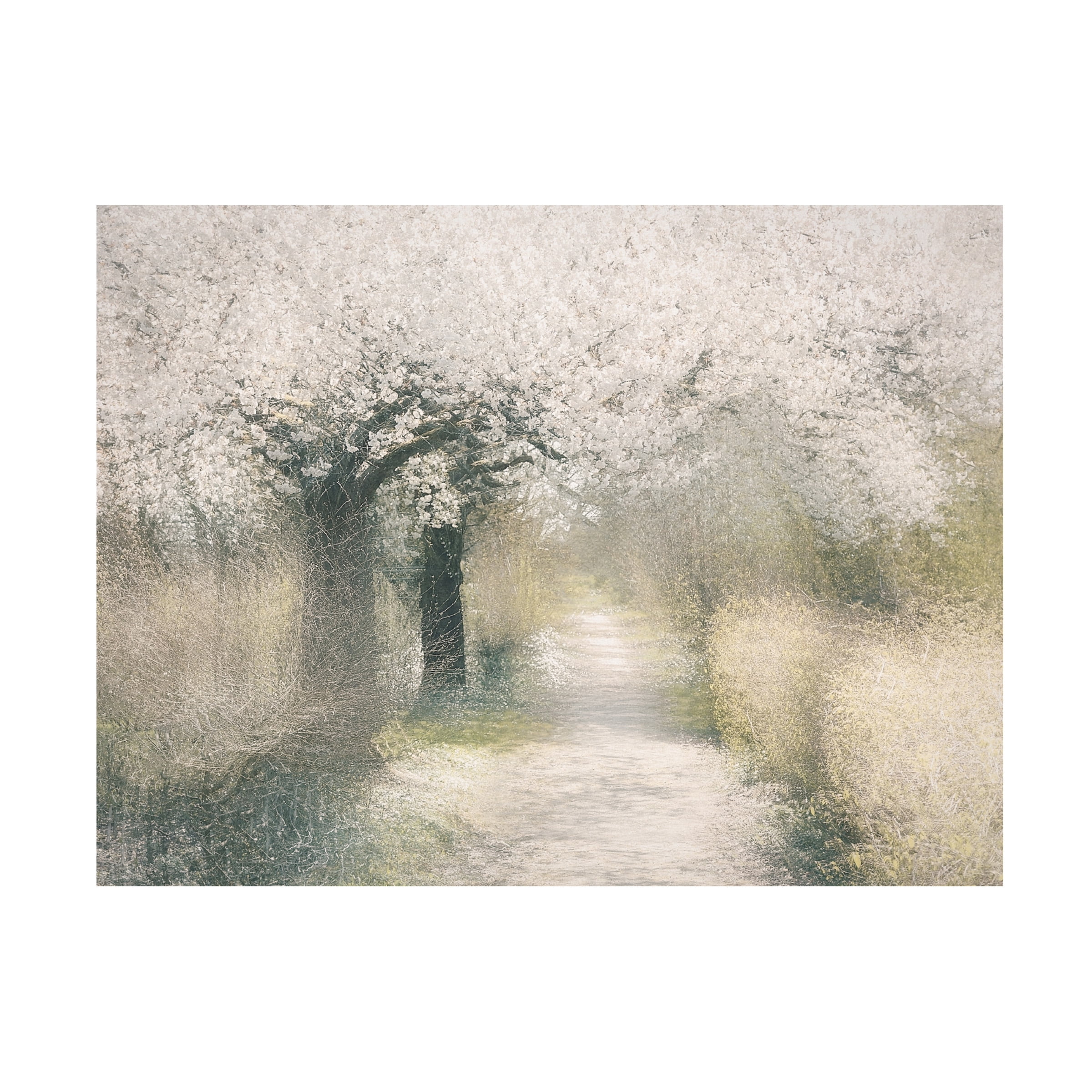 Trademark Fine Art Nel Talen  Cherry blossom Canvas Wall Art
