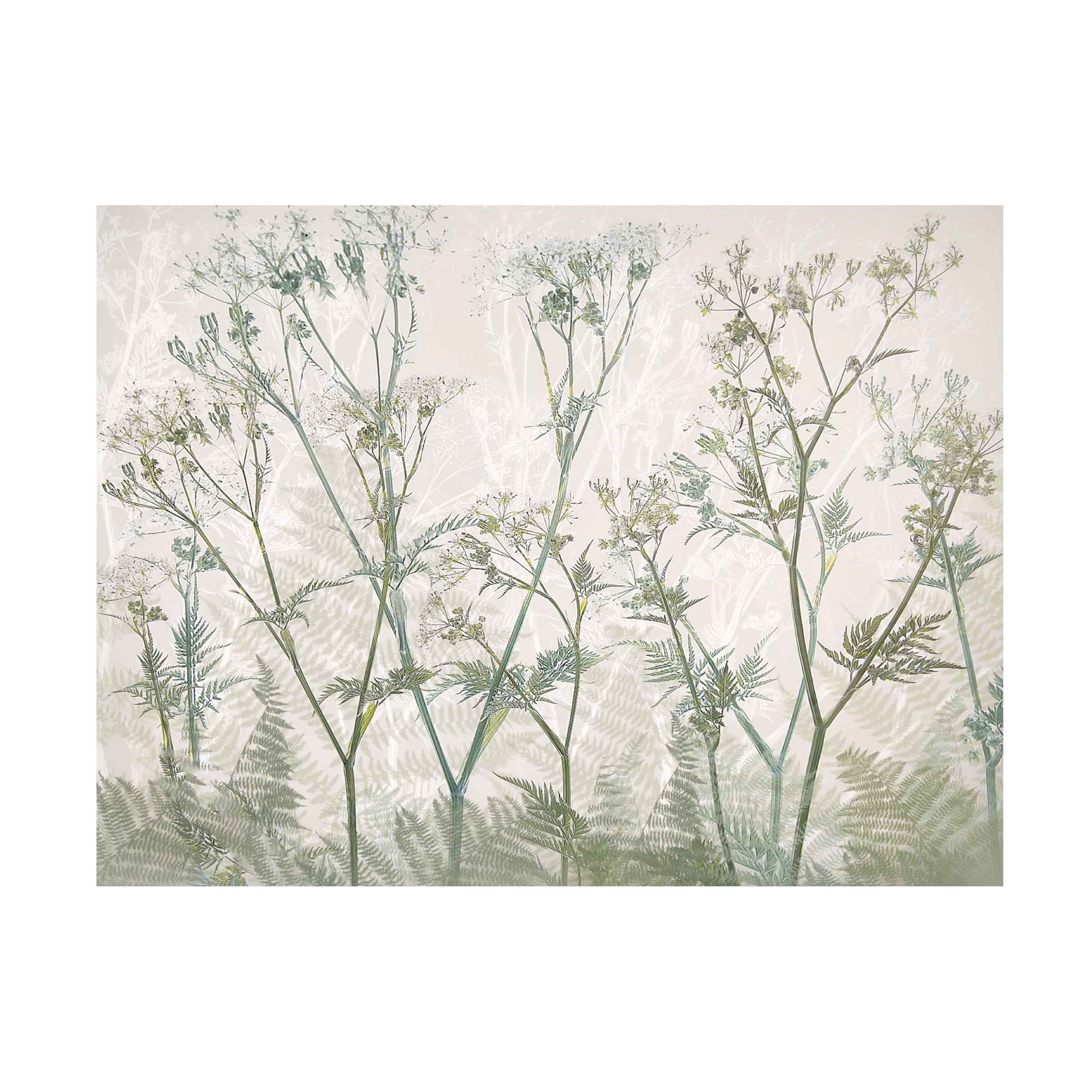 Trademark Fine Art Nel Talen  Cow parsley Canvas Wall Art