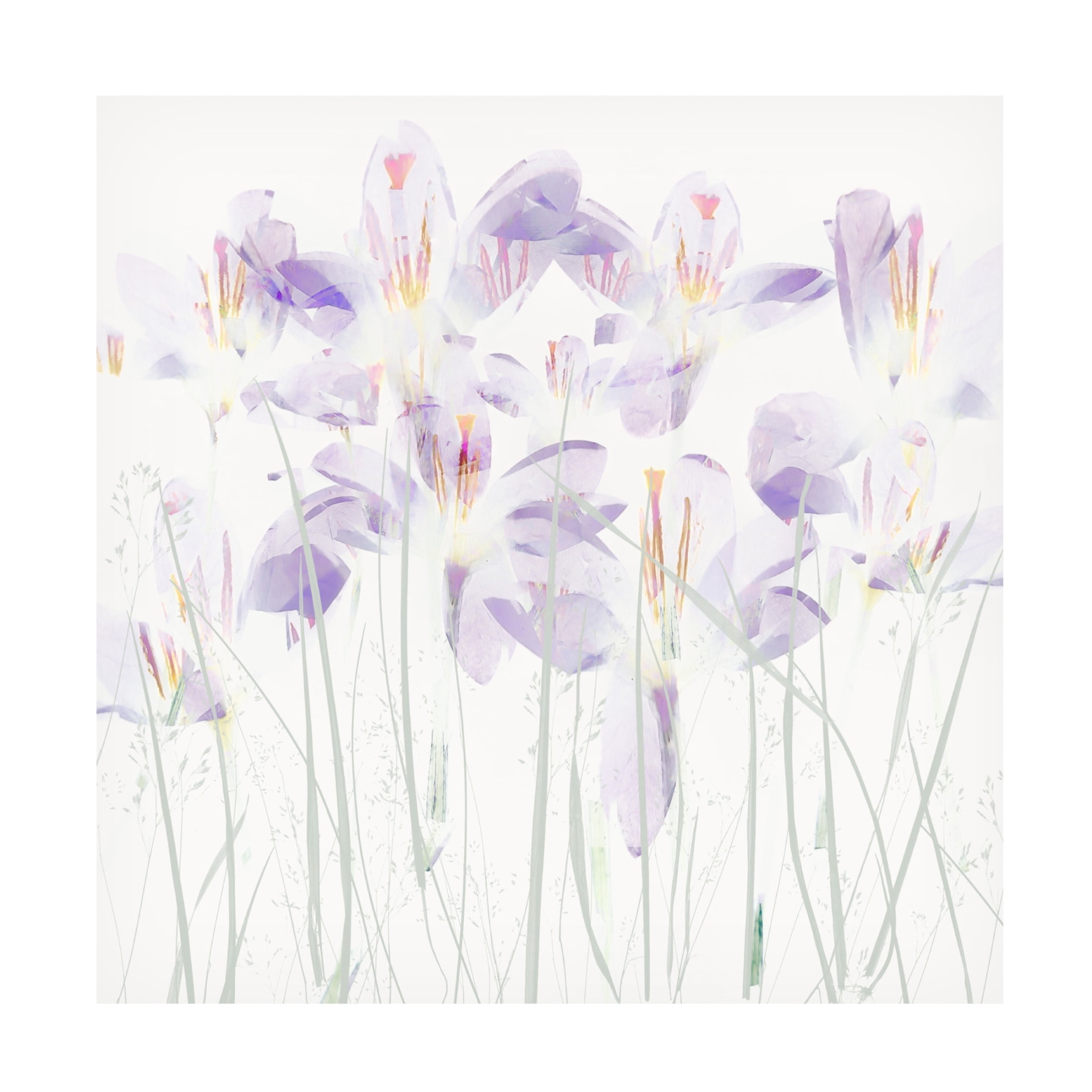 Trademark Fine Art Nel Talen Crocuses In The Grass Canvas Wall Art