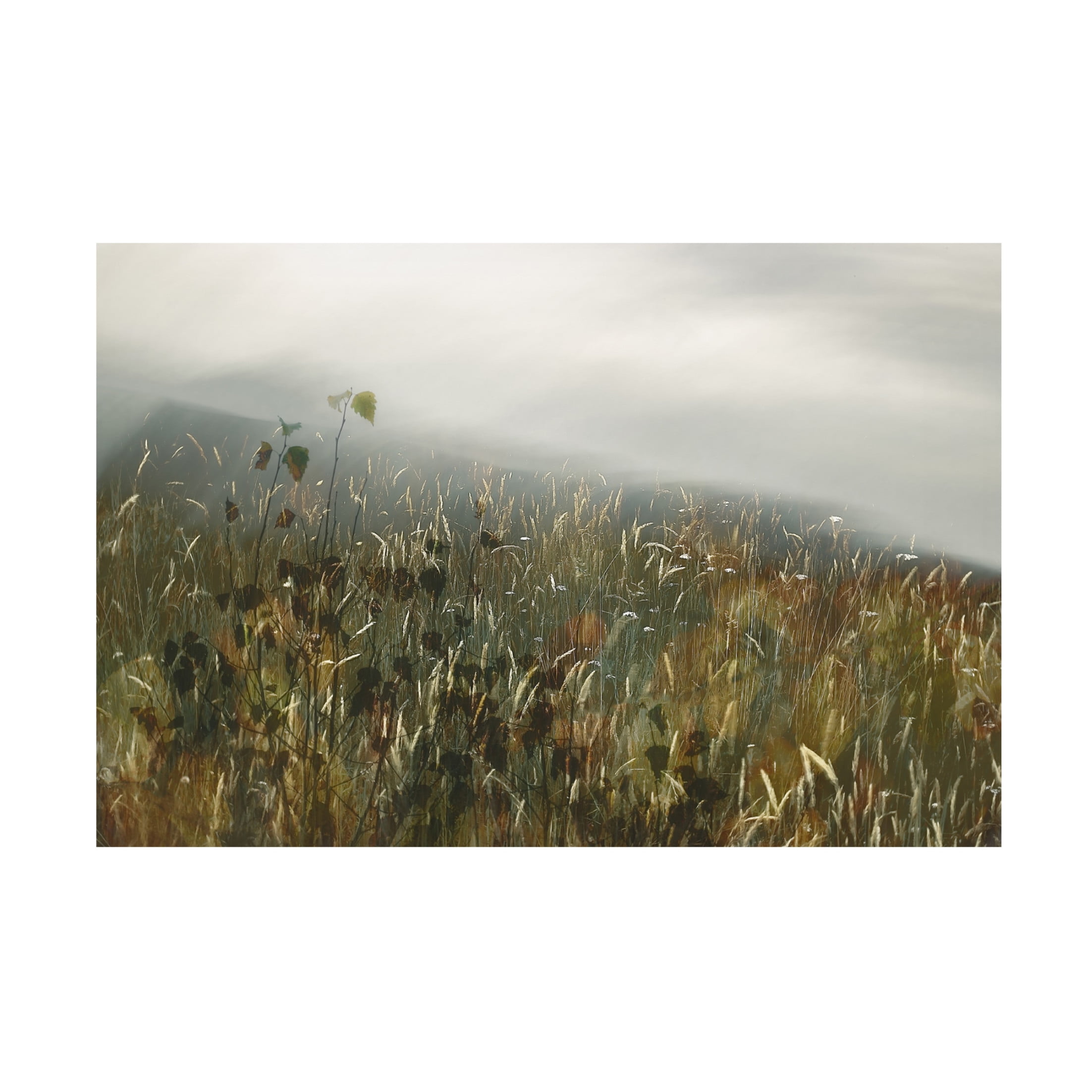 Trademark Fine Art Nel Talen In the field Canvas Wall Art