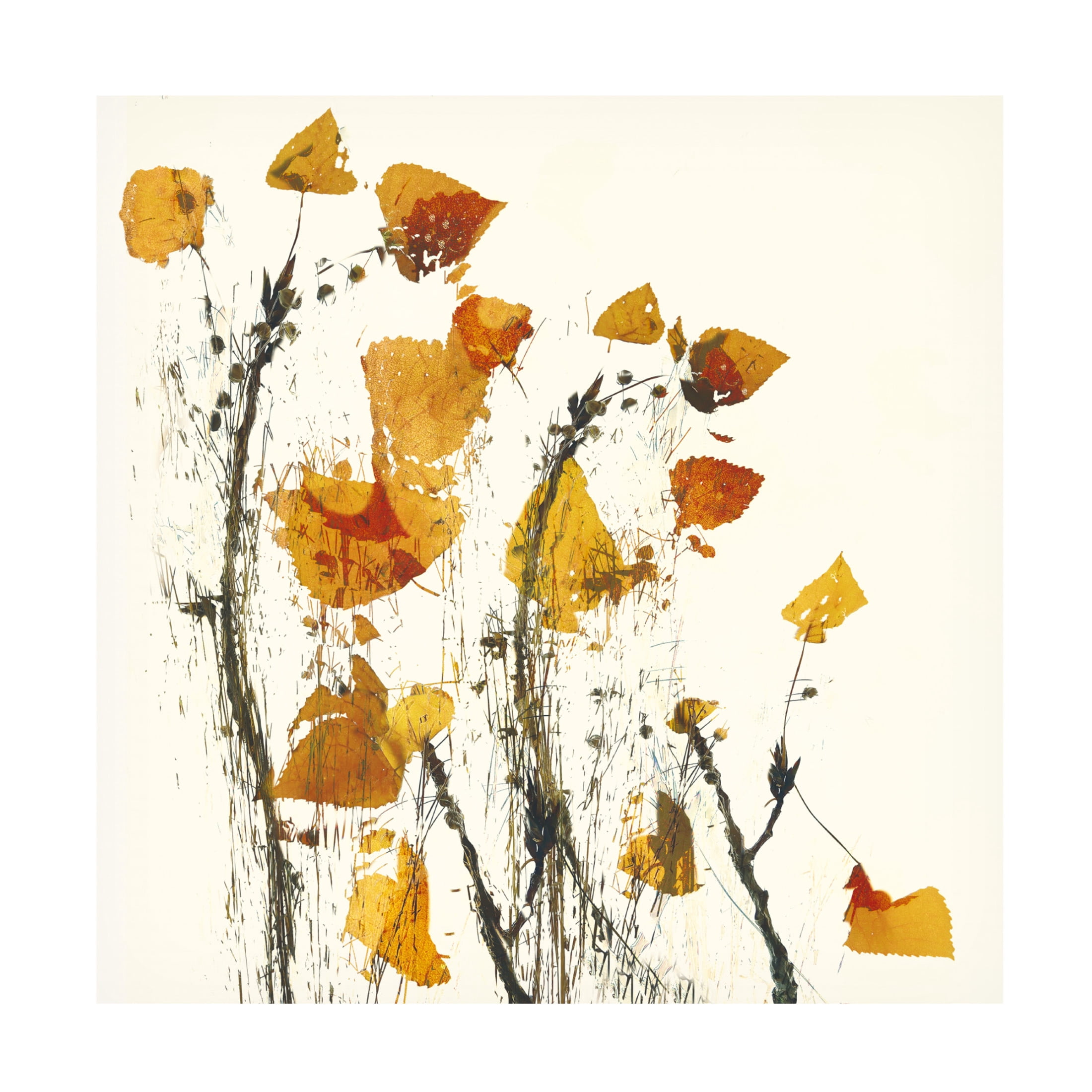 Trademark Fine Art Nel Talen Leaves still life Canvas Wall Art