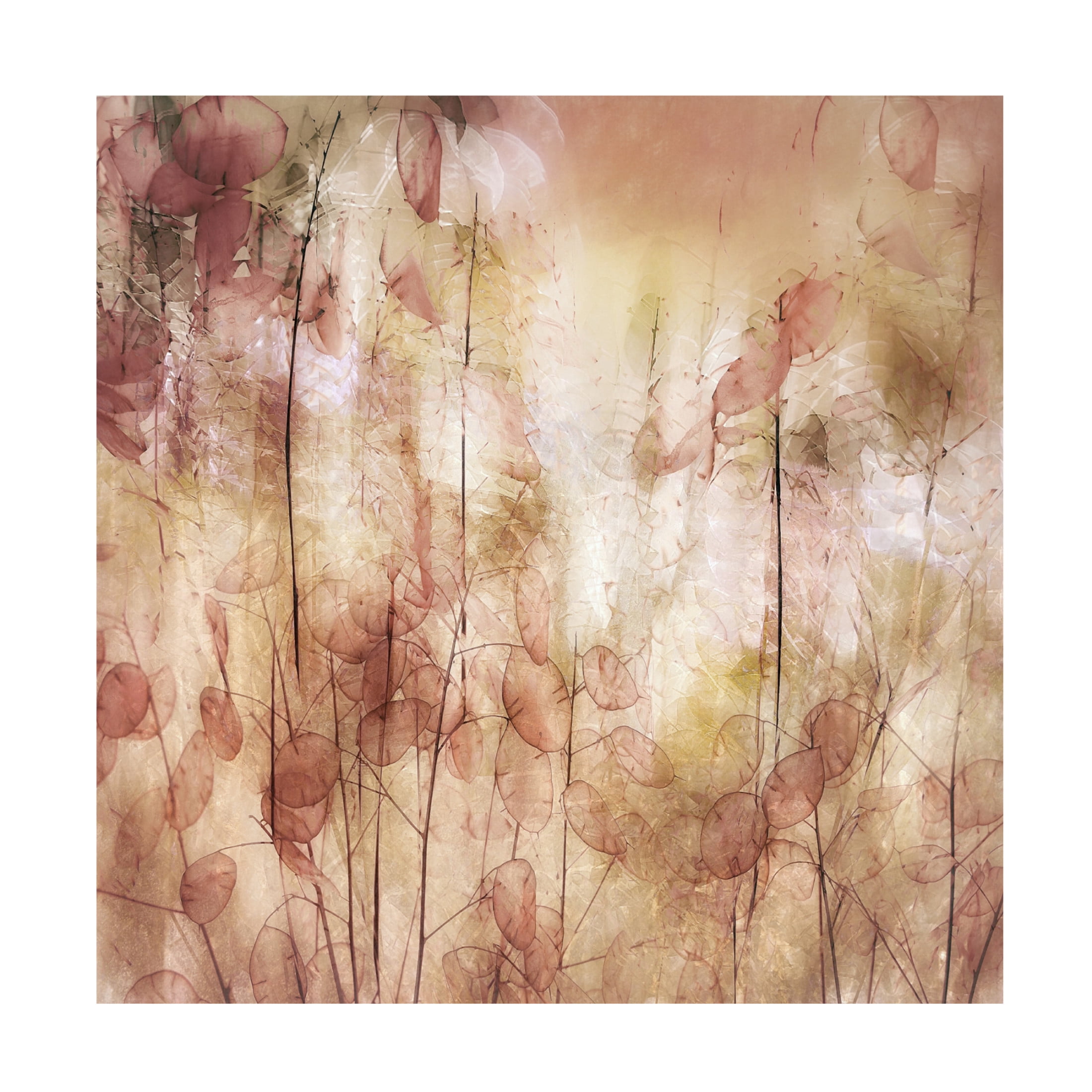 Trademark Fine Art Nel Talen Seed pods Canvas Wall Art