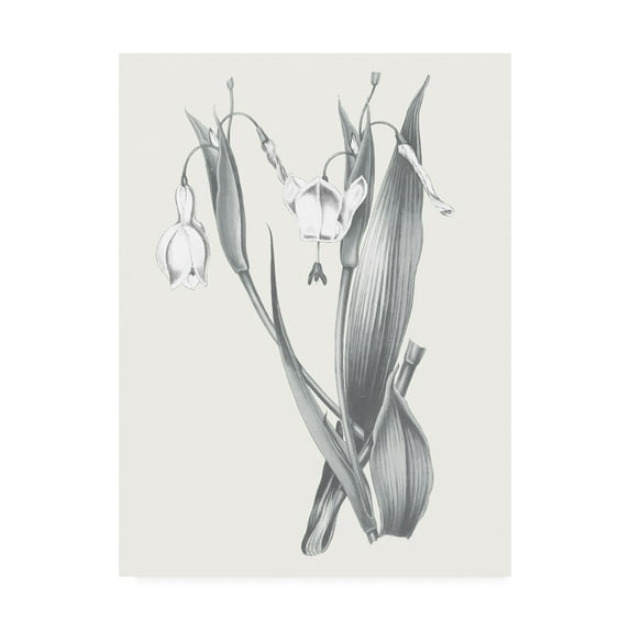 Trademark Fine Art 'Neutral Botanical Gray' Canvas Art by Wild Apple Portfolio