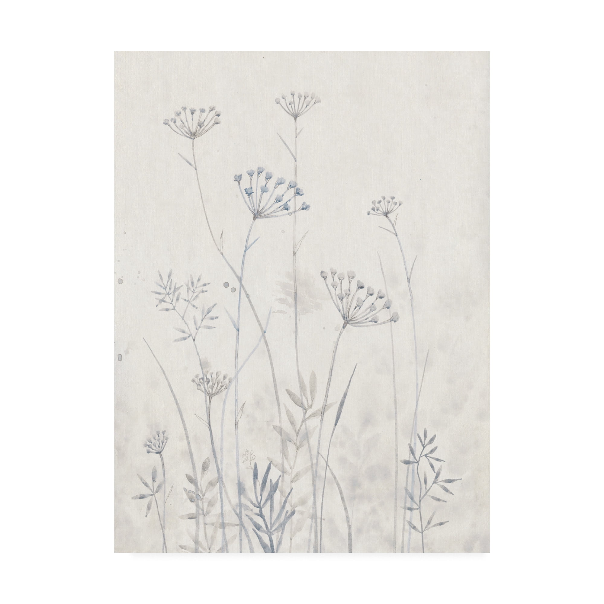 Trademark Fine Art 'Neutral Queen Anne's Lace I' Canvas Art by Tim OToole