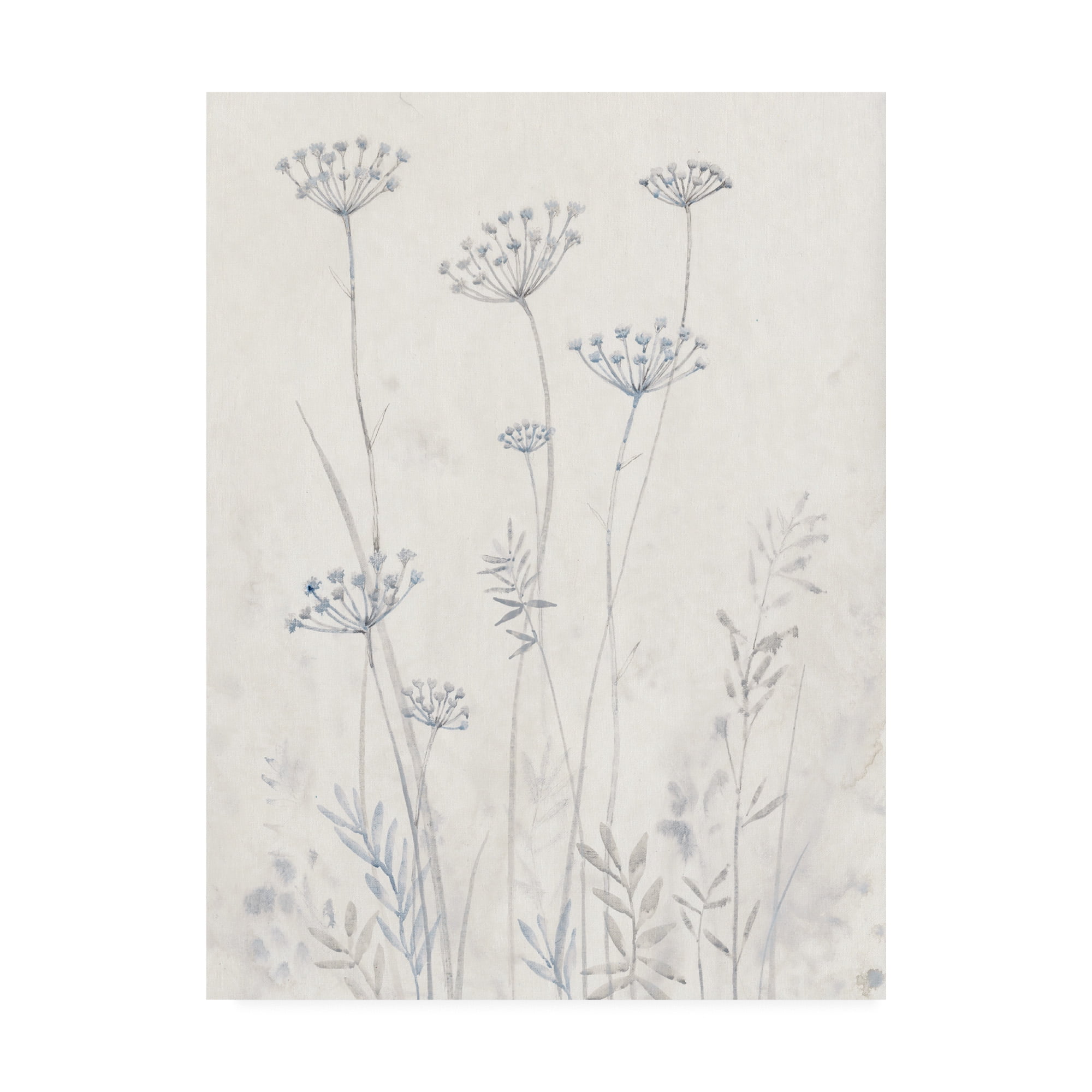 Trademark Fine Art 'Neutral Queen Anne's Lace II' Canvas Art by Tim OToole