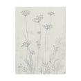thumbnail image 1 of Trademark Fine Art 'Neutral Queen Anne's Lace II' Canvas Art by Tim OToole, 1 of 4
