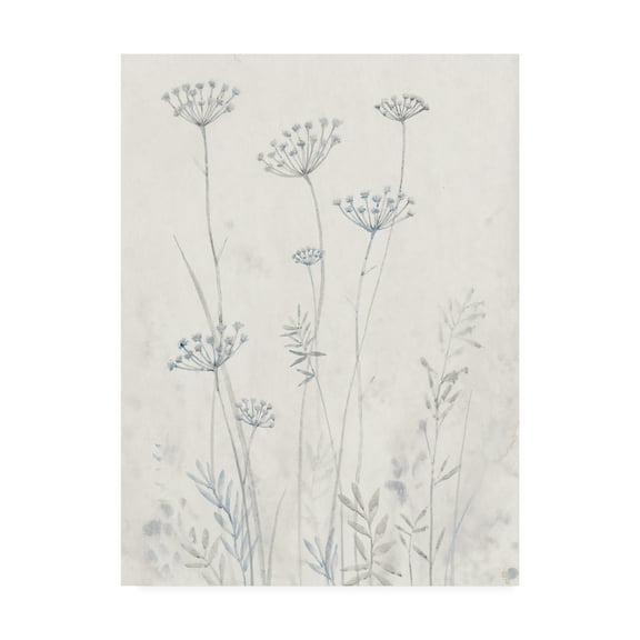 Trademark Fine Art 'Neutral Queen Anne's Lace II' Canvas Art by Tim OToole