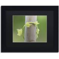 thumbnail image 1 of Trademark Fine Art "New Growth" Canvas Art by Kurt Shaffer, Black Matte, Black Frame, 1 of 4