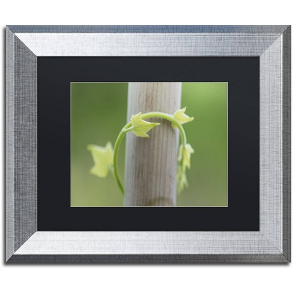 Trademark Fine Art "New Growth" Canvas Art by Kurt Shaffer, Black Matte, Silver Frame