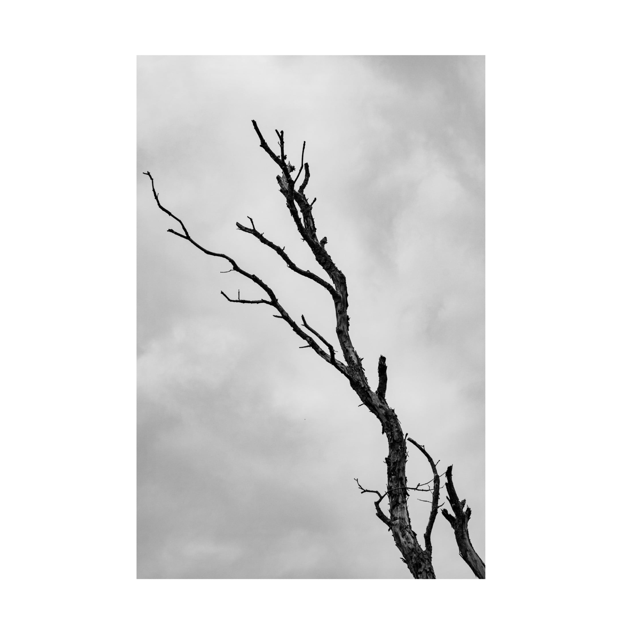 Trademark Fine Art Nicolau Wallenstein Im Not Leaving Without A Fight Canvas Wall Art