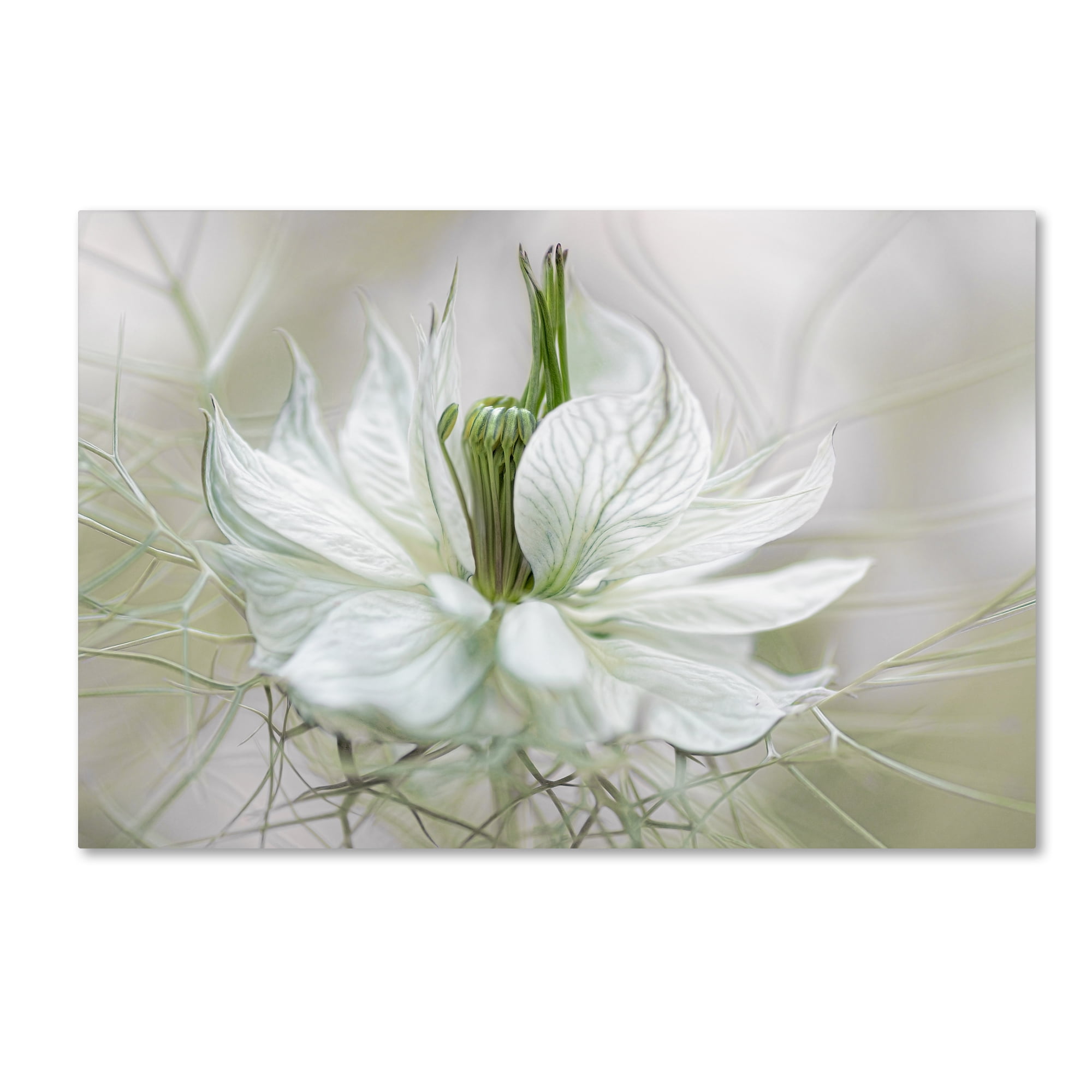 Trademark Fine Art 'Nigella II' Canvas Art by Mandy Disher