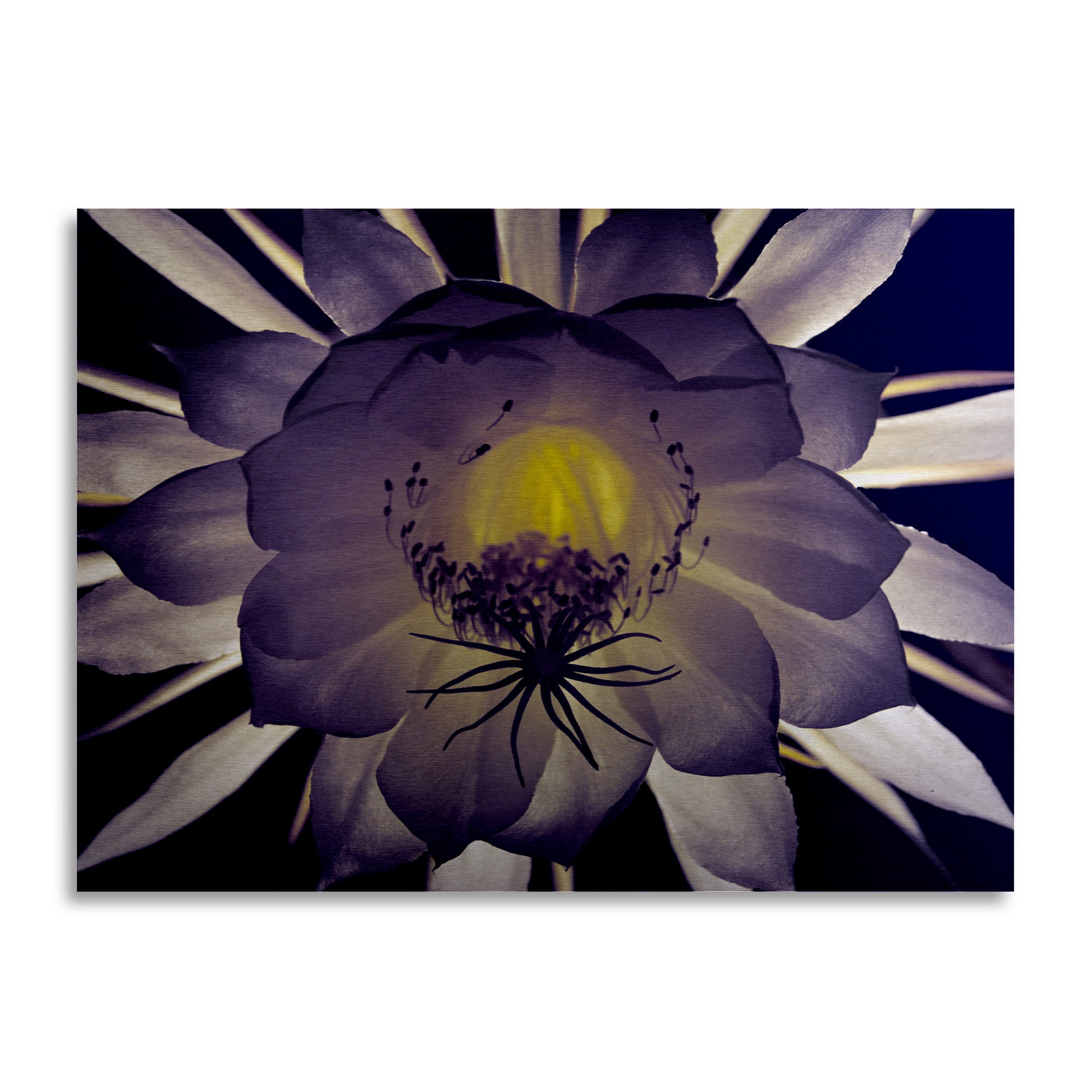Trademark Fine Art 'Night Angel' Brushed Aluminum Wall Art Art by Kurt Shaffer