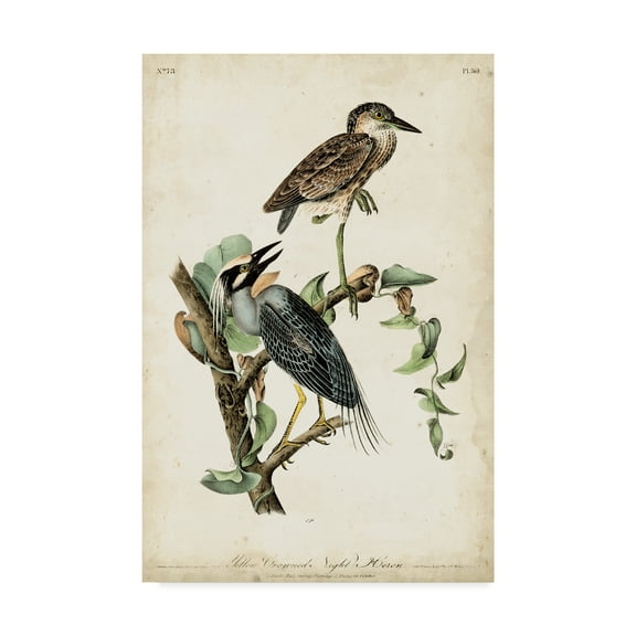 Trademark Fine Art 'Night Heron' Canvas Art by John James Audubon
