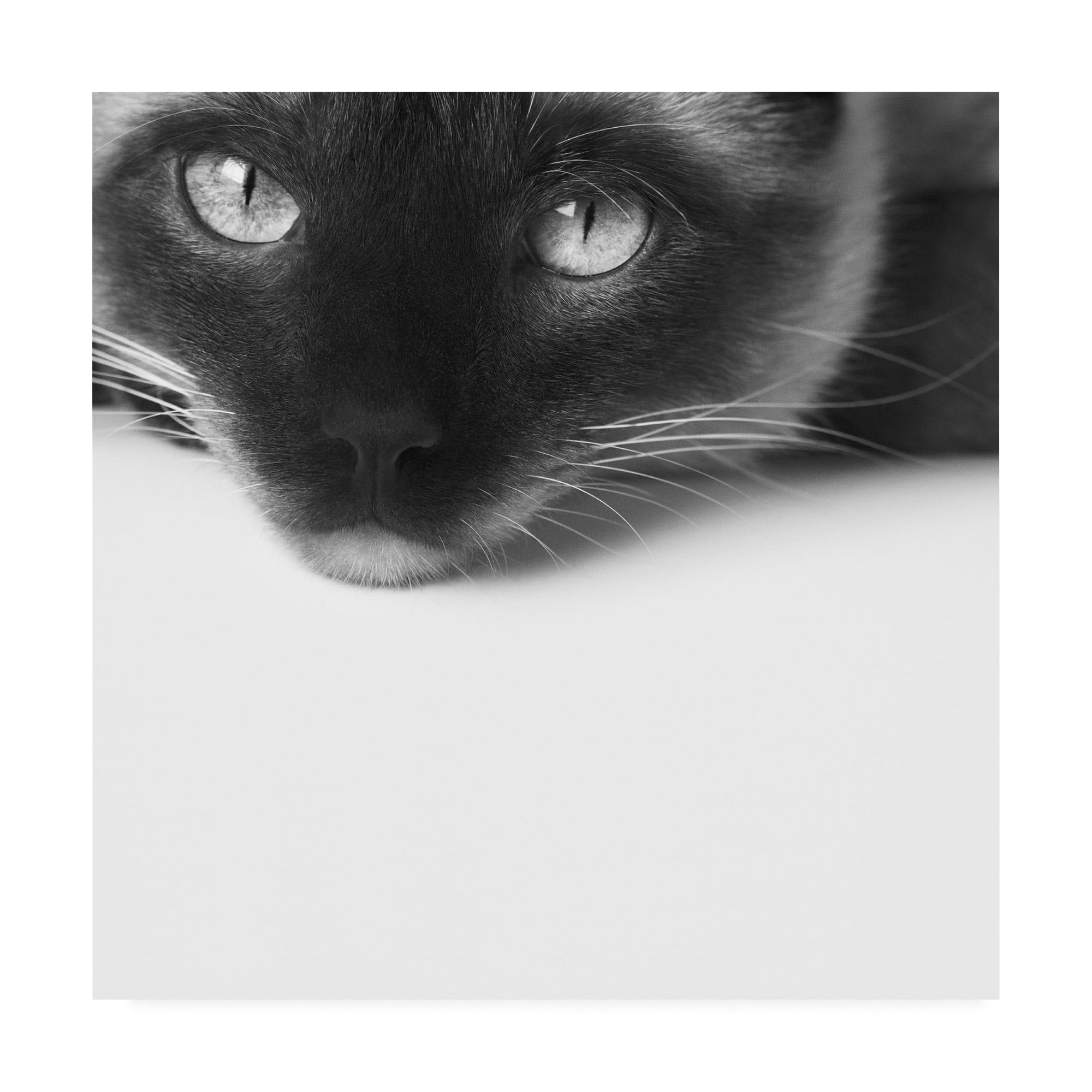 Trademark Fine Art 'No Stress Siamese' Canvas Art by Jon Bertell