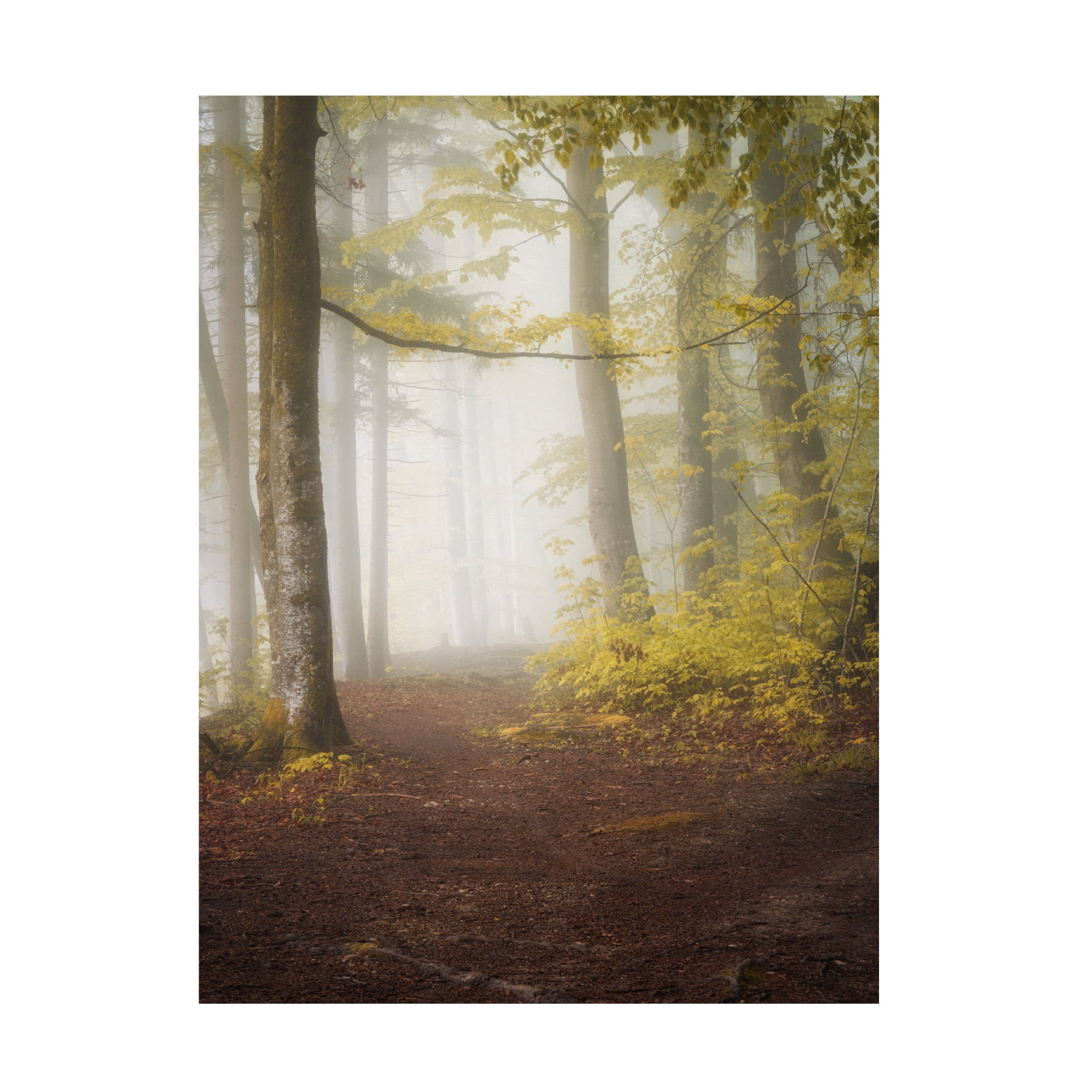 Trademark Fine Art Norbert Maier Lets Go For A Walk Canvas Wall Art
