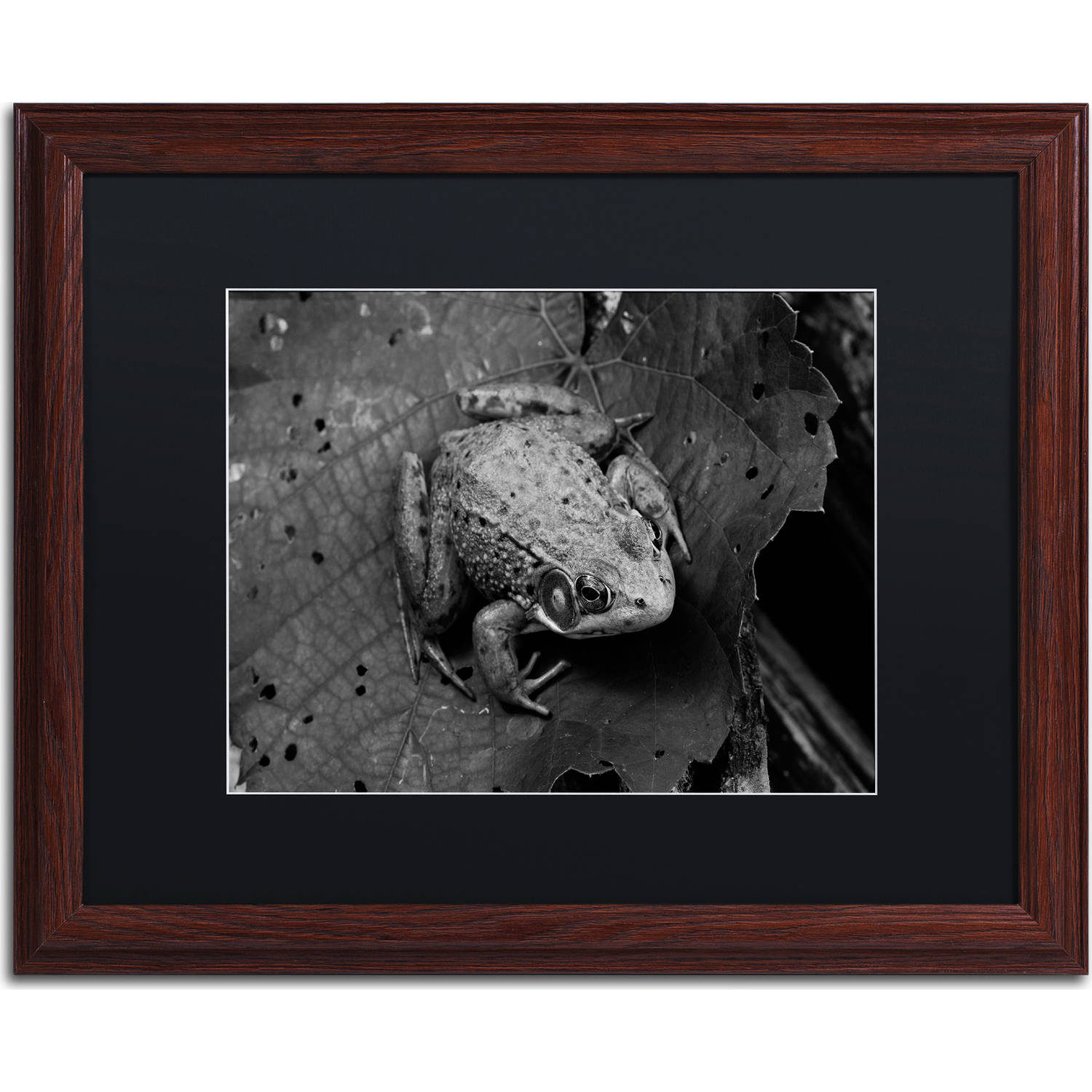 Trademark Fine Art "Northern Green Frog" Canvas Art by Jason Shaffer, Black Matte, Wood Frame