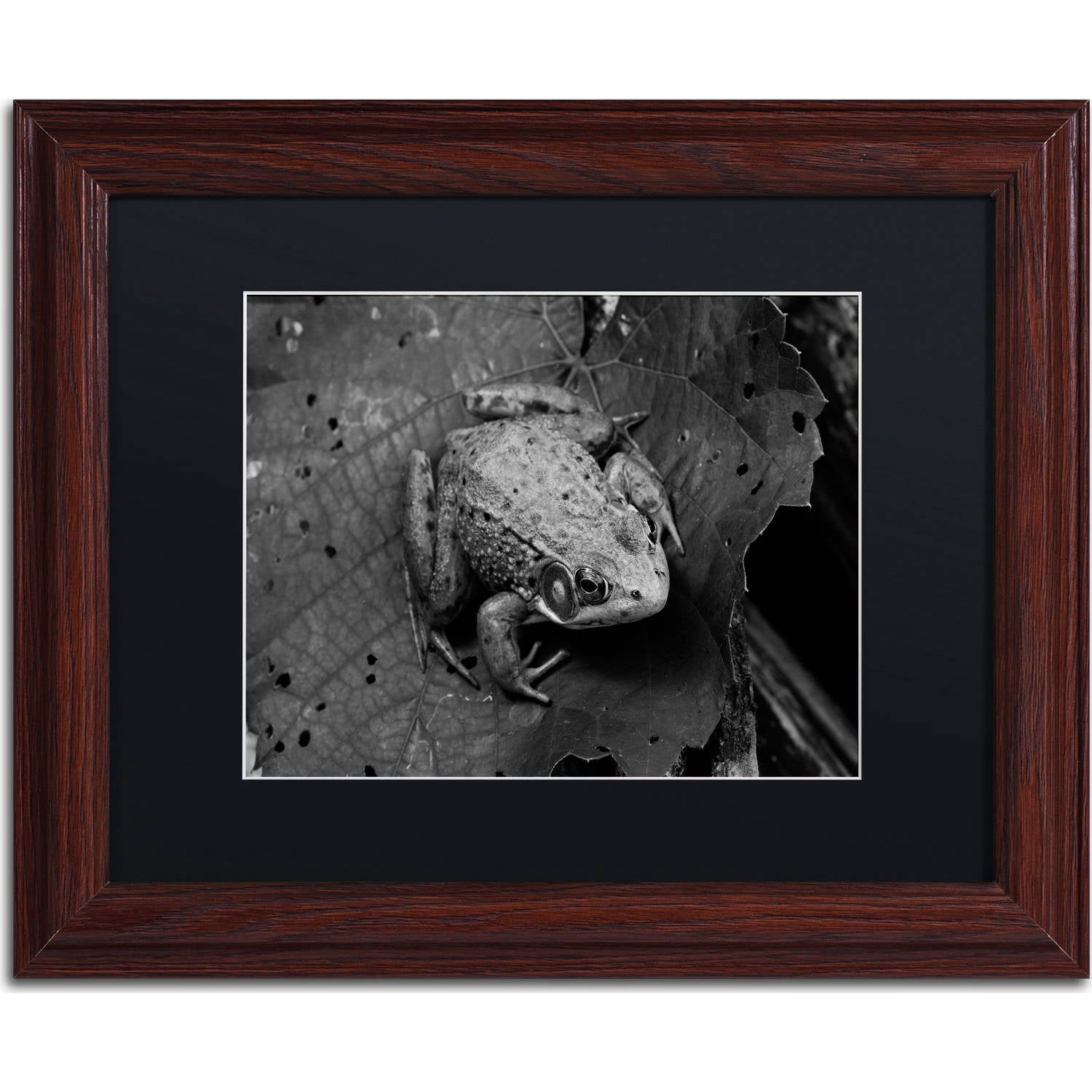Trademark Fine Art "Northern Green Frog" Canvas Art by Jason Shaffer, Black Matte, Wood Frame