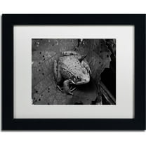 Trademark Fine Art "Northern Green Frog" Canvas Art by Jason Shaffer, White Matte, Black Frame