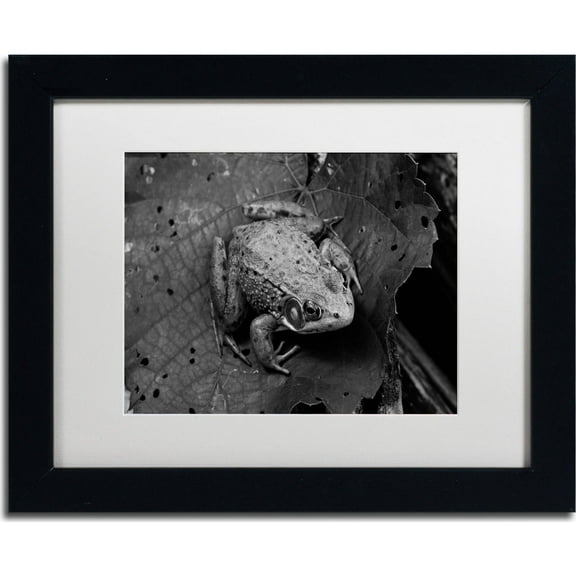 Trademark Fine Art "Northern Green Frog" Canvas Art by Jason Shaffer, White Matte, Black Frame