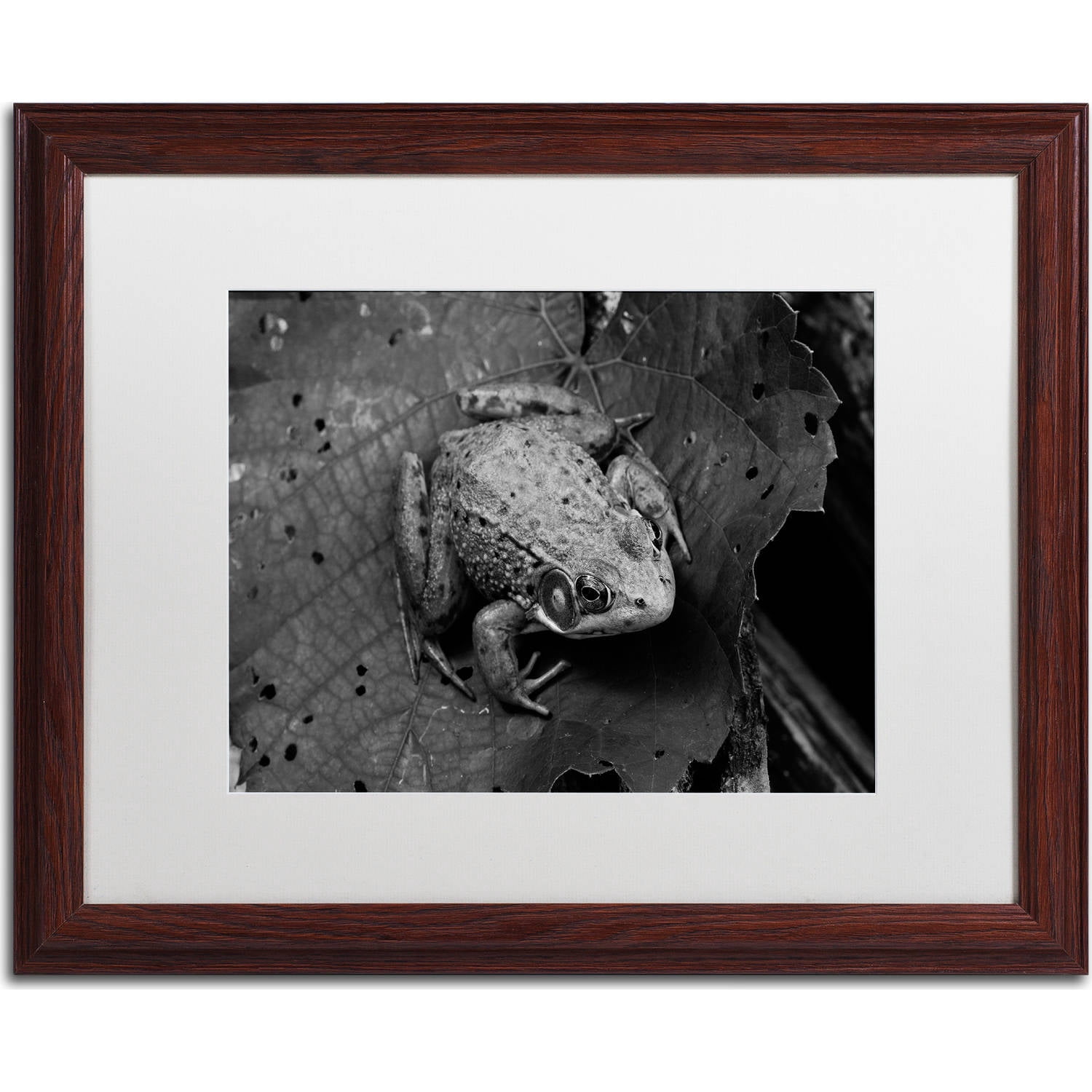 Trademark Fine Art "Northern Green Frog" Canvas Art by Jason Shaffer, White Matte, Wood Frame