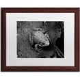 thumbnail image 1 of Trademark Fine Art "Northern Green Frog" Canvas Art by Jason Shaffer, White Matte, Wood Frame, 1 of 1