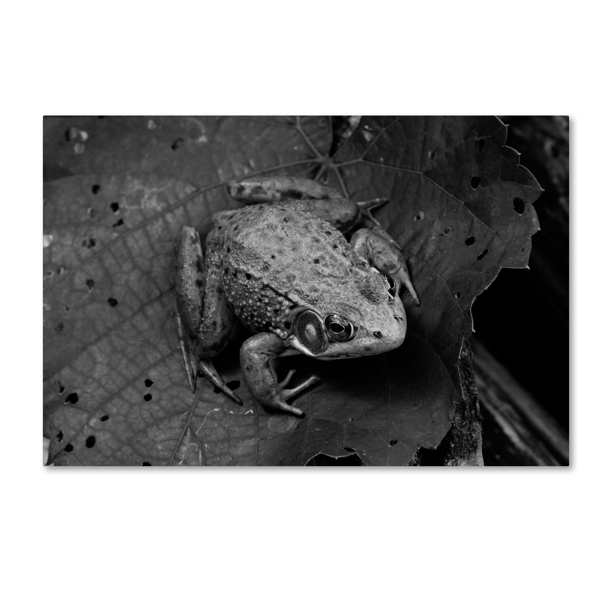 Trademark Fine Art "Northern Green Frog" Canvas Art by Jason Shaffer