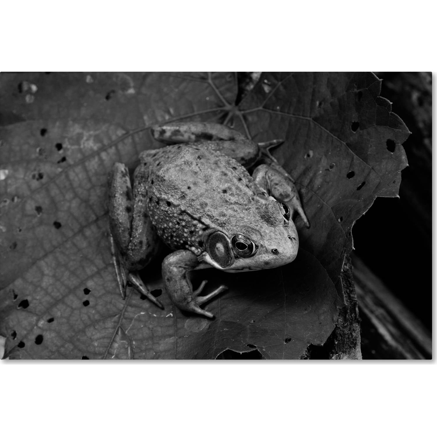 Northern Green Frog Horizontal Canvas Print with Wood Frame