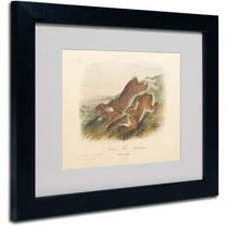 Trademark Fine Art "Northern Hare" Canvas Art by John James Audubon, Black Frame