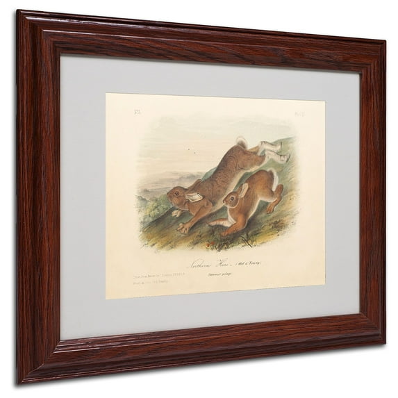 Trademark Fine Art "Northern Hare" Canvas Art by John James Audubon, Wood Frame
