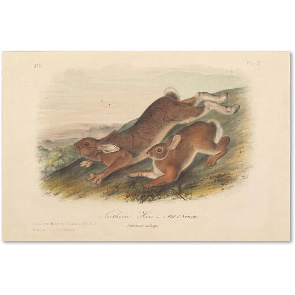 Trademark Fine Art "Northern Hare" Canvas Art by John James Audubon